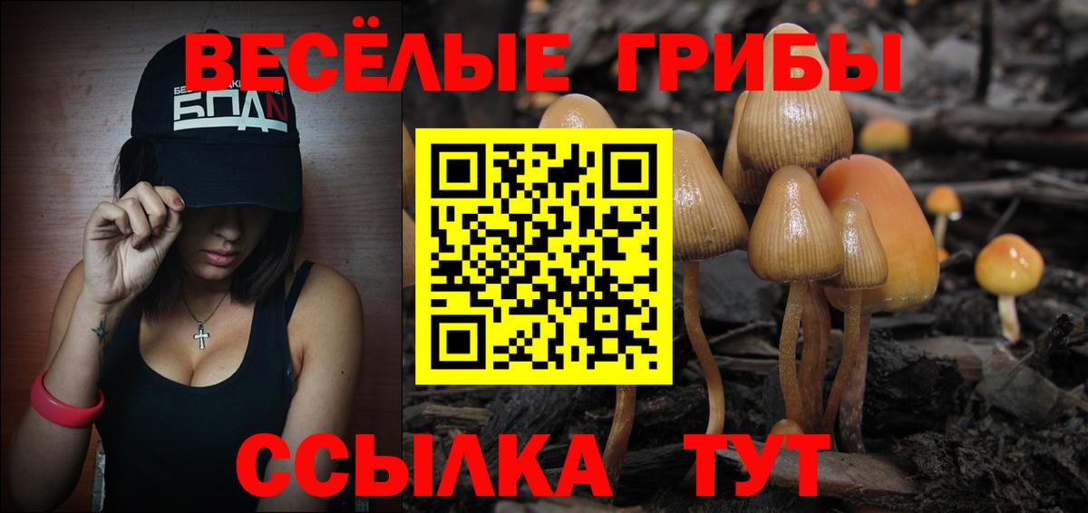 Псилоцибиновые грибы Psilocybe Кемерово